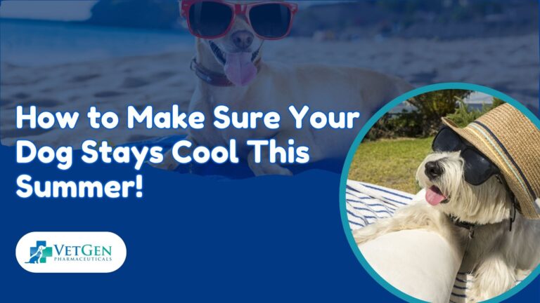 How to Make Sure Your Dog Stays Cool This Summer!