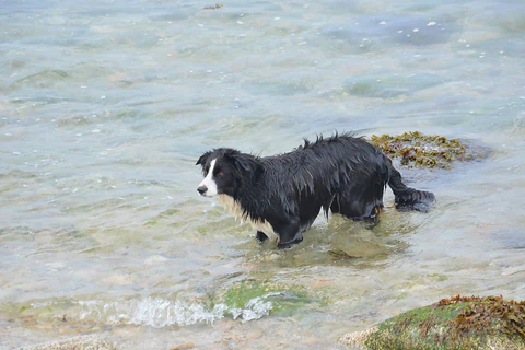 Let Them Play In Water - Border Collie