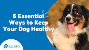 5 Essential Ways To Keep Your Dog Healthy