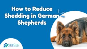 How to Reduce Shedding in German Shepherds