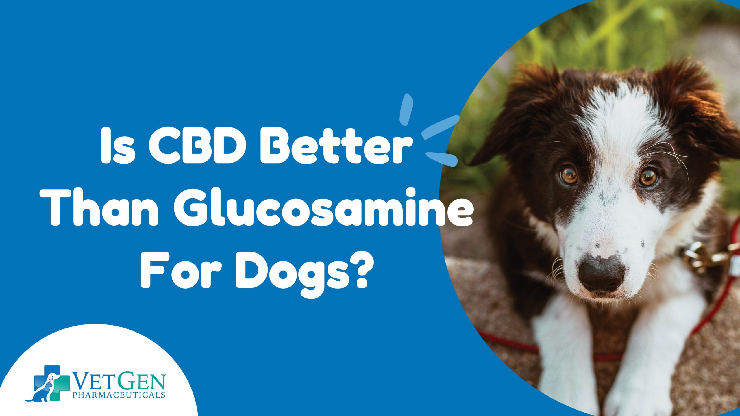 Is CBD Better Than Glucosamine For Dogs
