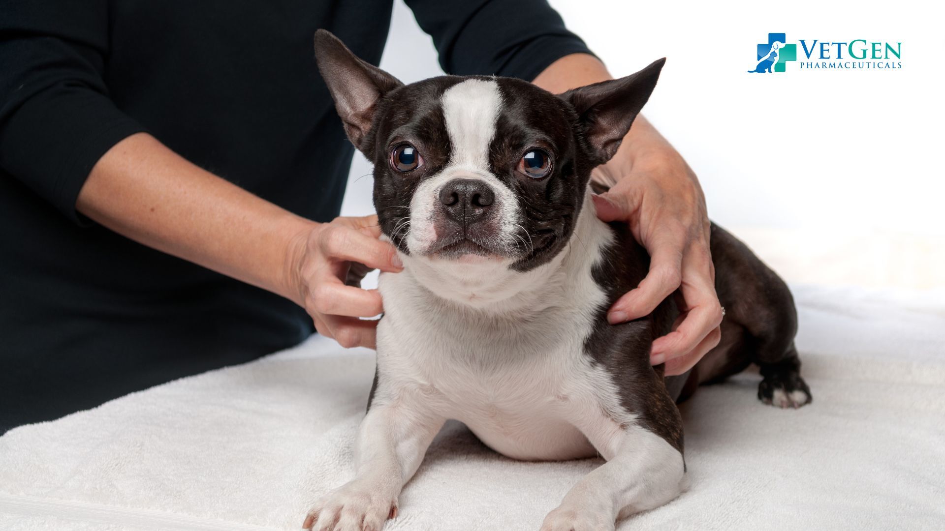 Physical Therapy for dogs