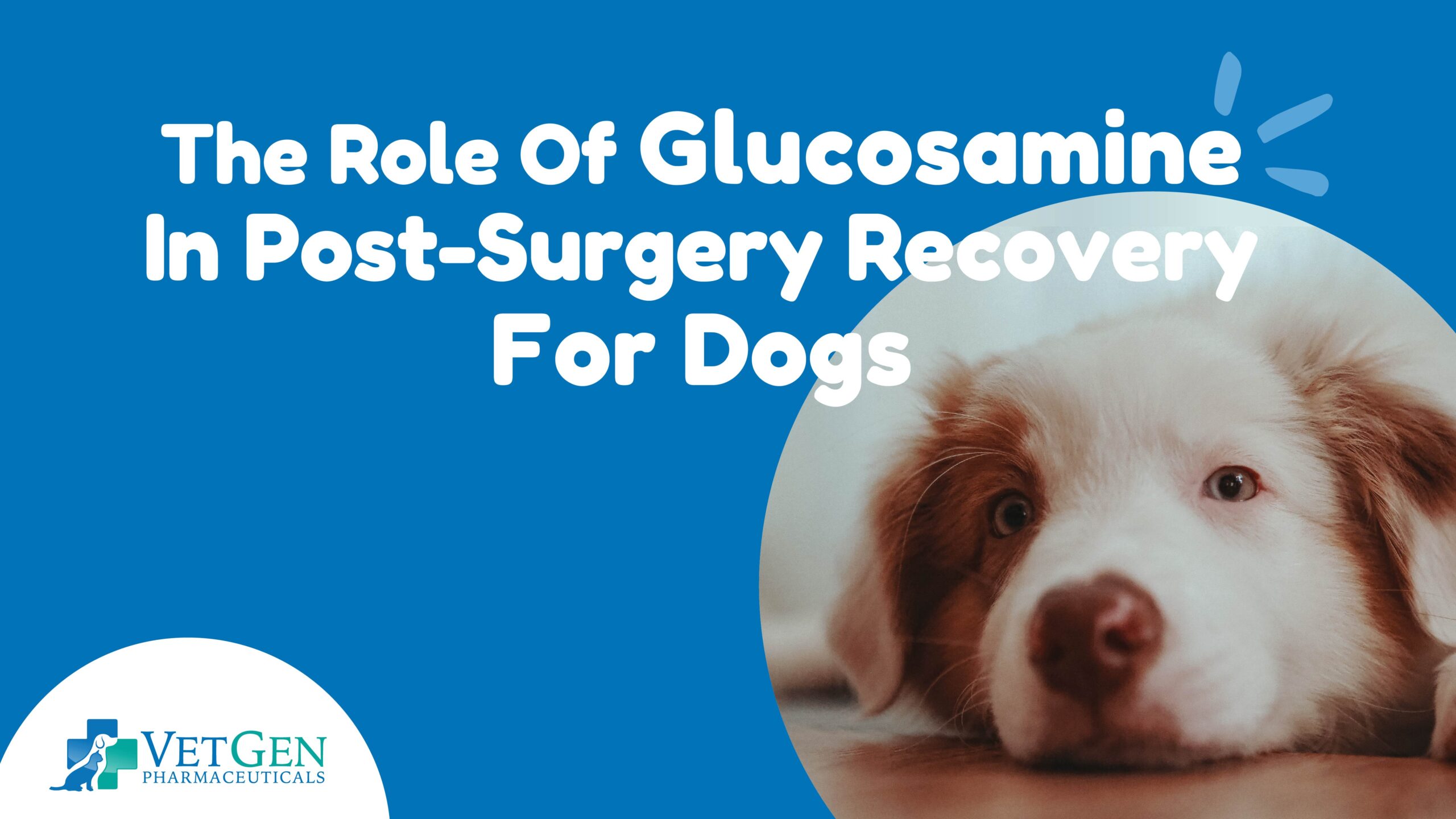 The Role Of Glucosamine In Post-surgery Recovery For Dogs