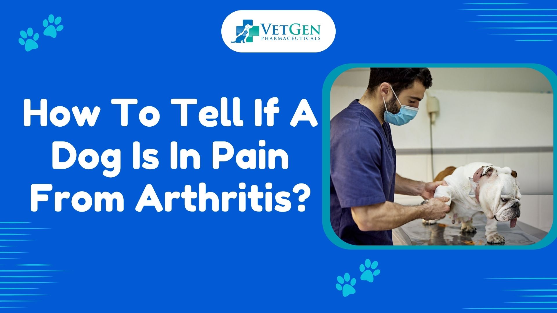 How To Tell If A Dog Is In Pain From Arthritis?