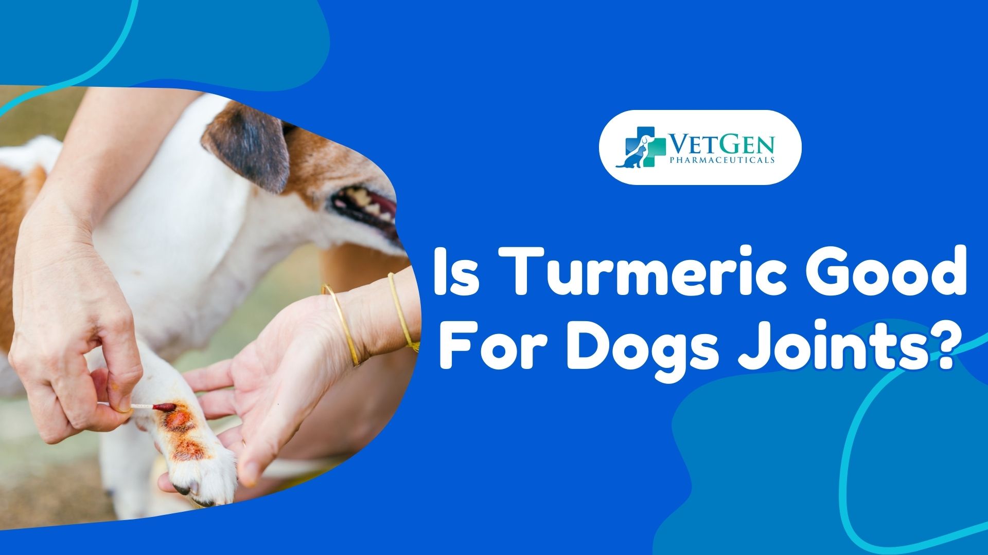 Is Turmeric Good For Dogs Joints? A Deep Dive