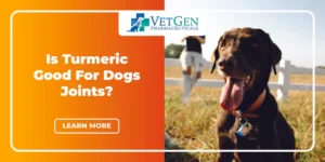 Is Turmeric Good For Dogs Joints