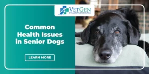 10 Most Common Health Problems in Senior Dogs