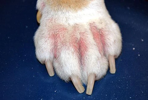 17 Common Skin Issues In Dogs - Canine Atopy