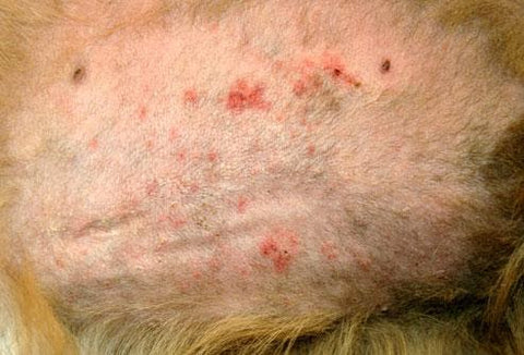 17 Common Skin Issues In Dogs - Folliculitis