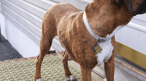 17 Common Skin Issues In Dogs - Hives