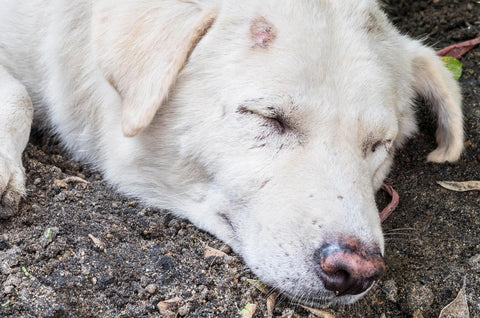 17 Common Skin Issues In Dogs - Lupus