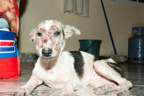 17 Common Skin Issues In Dogs - Mange