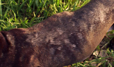 17 Common Skin Issues In Dogs - Ringworm