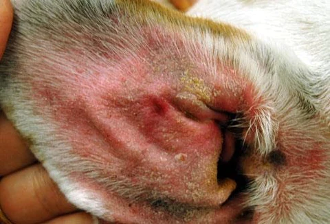 17 Common Skin Issues In Dogs - Yeast Infections