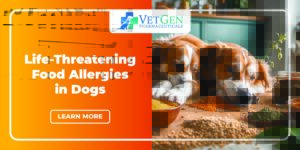 Life-Threatening Food Allergies in Dogs – How to Spot and Prevent
