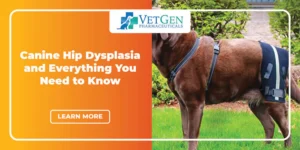 Canine Hip Dysplasia – Everything You Need to Know