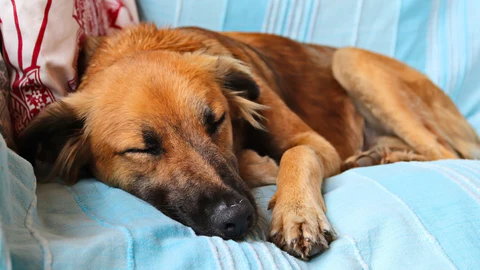 Common Causes Of Chronic Pain In Dogs