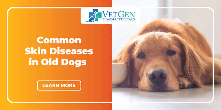 Common Skin Diseases in Old Dogs - Infographic