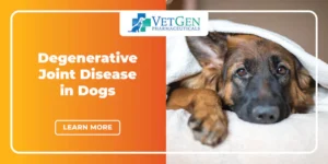 Degenerative Joint Disease in Dogs