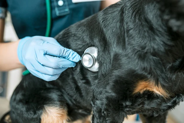 Diagnosis of Septic Arthritis in Dogs