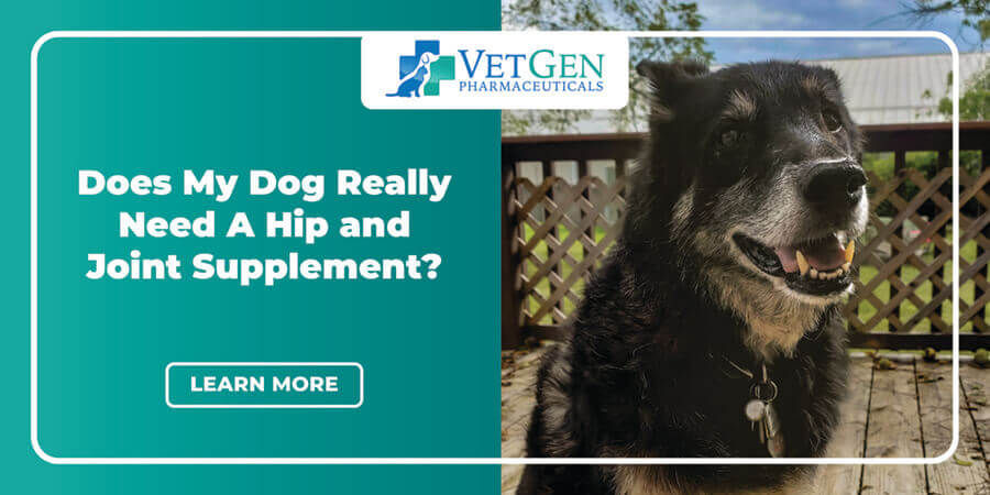 Does My Dog Really Need A Hip _ Joint Supplement_