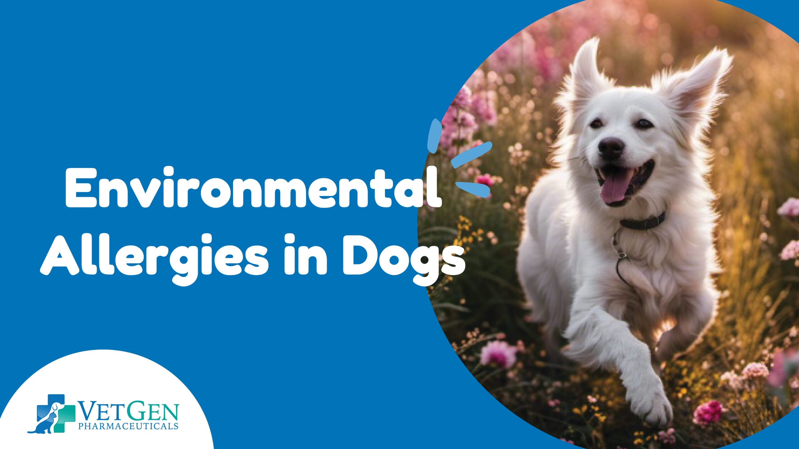 Environmental Allergies in Dogs