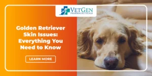 Golden Retriever Skin Issues – Everything You Need to Know