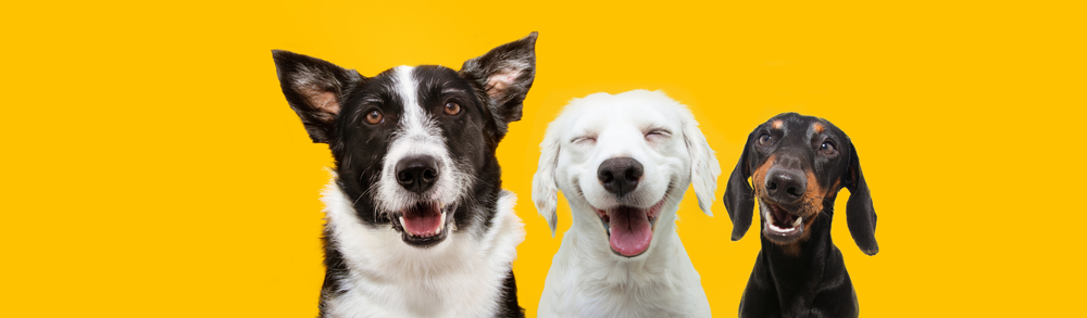 Banner,Three,Happy,Puppy,Dogs,Smiling,On,Isolated,Yellow,Background.