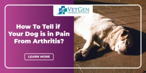 How To Tell If A Dog Is In Pain From Arthritis