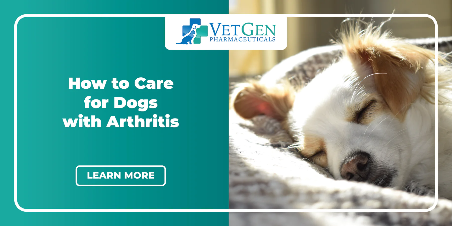How to Care for Dogs with Arthritis