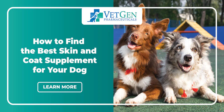 How to Find the Best Skin and Coat Supplement for Dogs