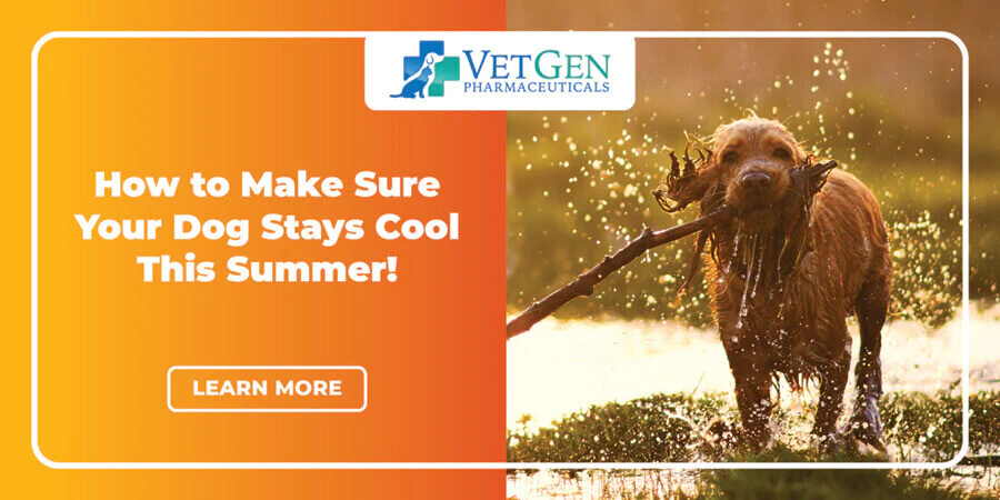 How to Make Sure Your Dog Stays Cool This Summer