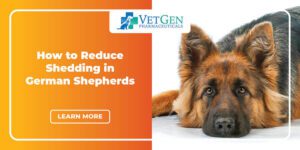 How-to-Reduce-Shedding-in-German-Shepherds