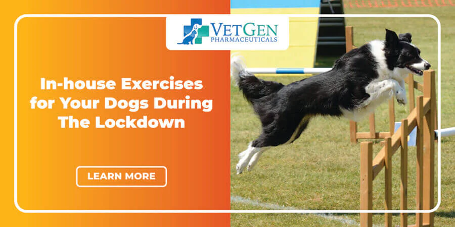 In-house Exercises For Your Dogs During The Lockdown
