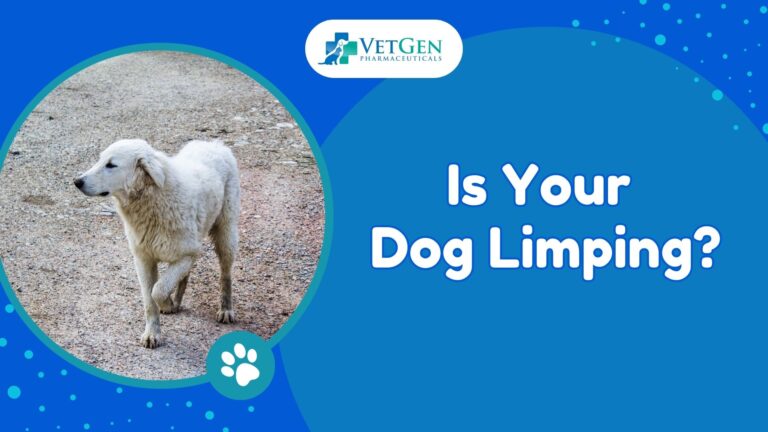 Is Your Dog Limping? Know The Real Reason