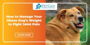 Is Your Dog Obese Managing Your Pet_s Weight to Fight Joint Pain