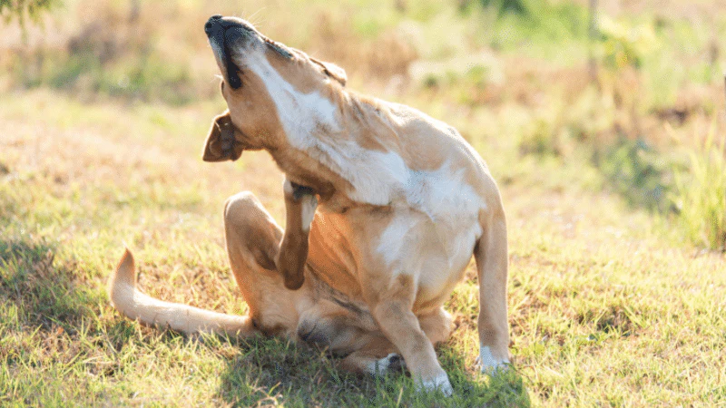 Main Reasons for Your Dog’s Itchy Skin