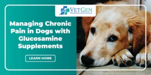 Managing Chronic Pain in Dogs with Glucosamine Supplements