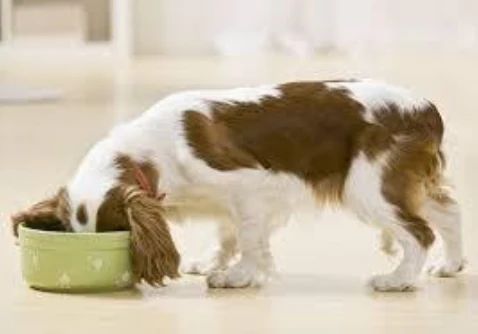 Monitor your Dog’s Food