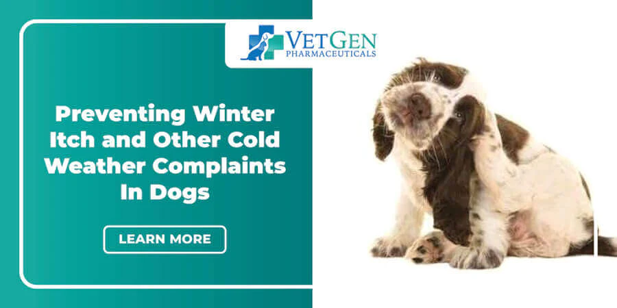 Preventing Winter Itch And Other Cold Weather Complaints In Dogs
