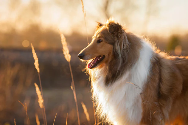 Recovery of Septic Arthritis in Dogs