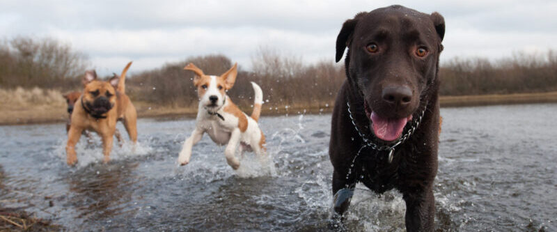 Labrador,Retriever,And,Friends,Having,Fun,In,The,Water