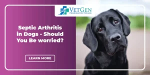 Septic Arthritis in Dogs - Should You Be worried_