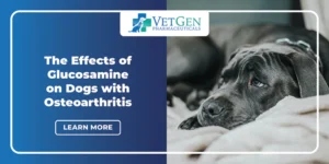 The Effects Of Glucosamine On Dogs With Osteoarthritis