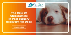 The Role Of Glucosamine In Post-surgery Recovery For Dogs