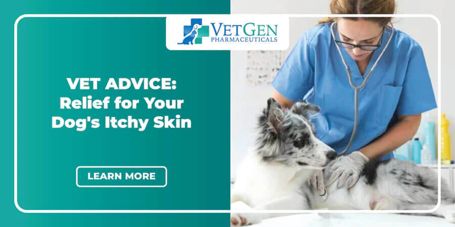 Vet Advice- Relief for Your Dog_s Itchy Skin