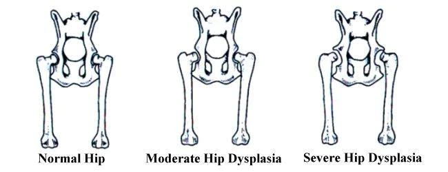 What is Canine Hip Dysplasia