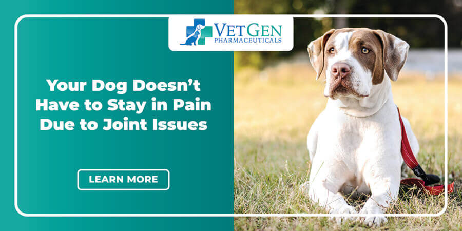 Your Dog Doesn’t Have to Stay in Pain Due to Joint Issues