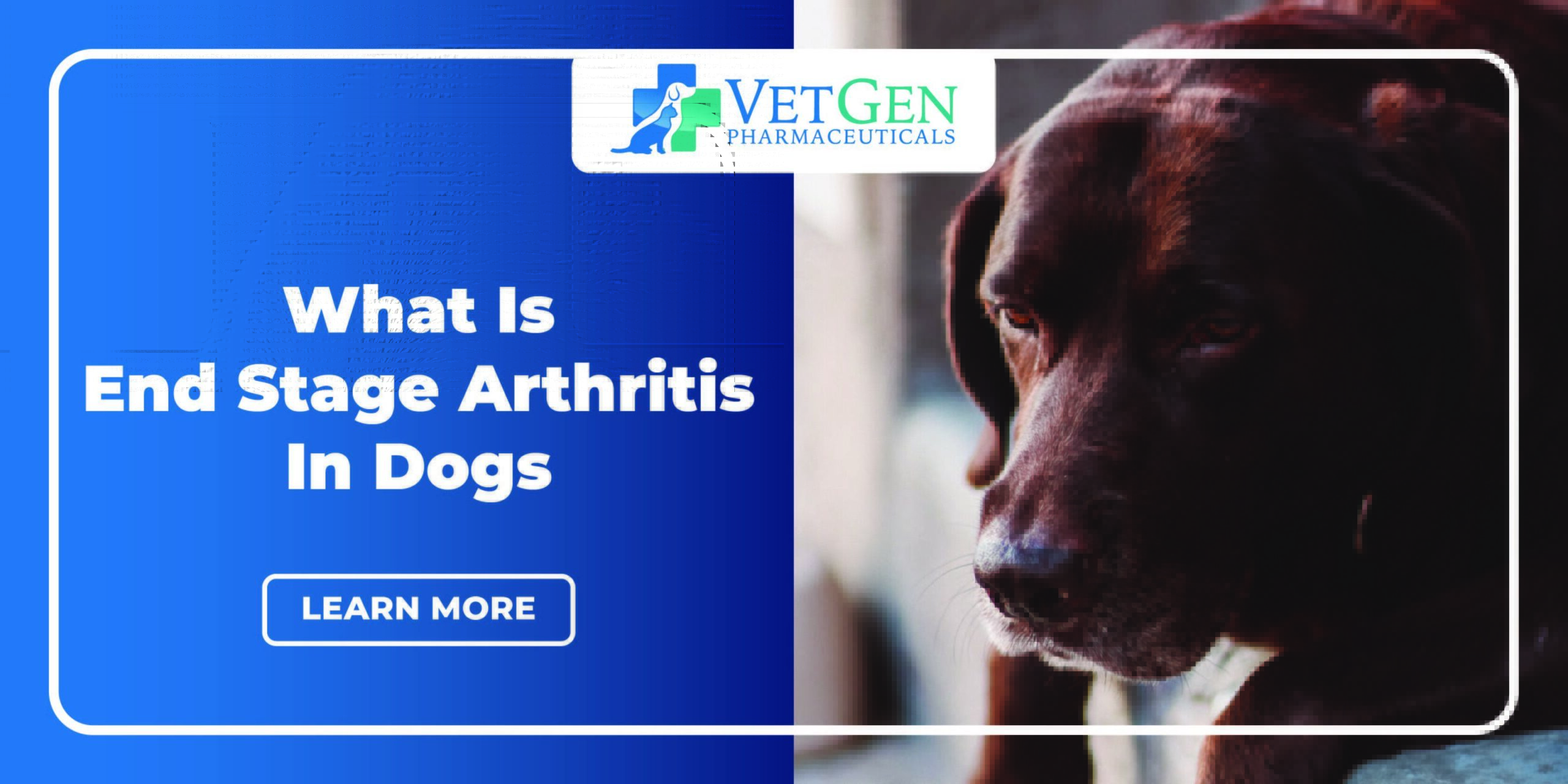 What Is End-Stage Arthritis In Dogs?