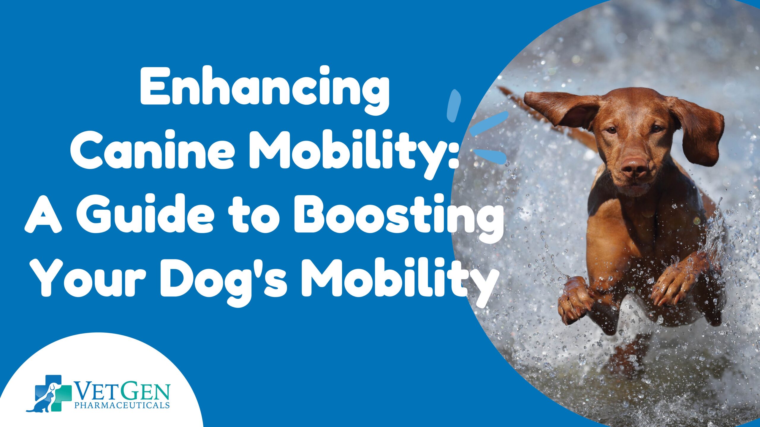 Enhancing- Canine Mobility A Guide to Boosting -Your Dog's Mobility